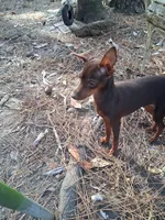 Beau, a male Miniature Pinscher for sale in Kiln, MS – Photo 4 of 10