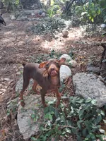 Beau, a male Miniature Pinscher for sale in Kiln, MS – Photo 6 of 10