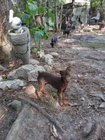 Beau, a male Miniature Pinscher for sale in Kiln, MS – Photo 2 of 10