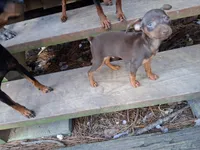 Beau, a male Miniature Pinscher for sale in Kiln, MS – Photo 8 of 10