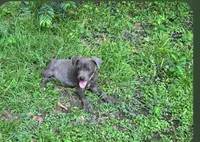 Gia, a female American Pit Bull Terrier for sale in Kiln, MS – 3 of 6