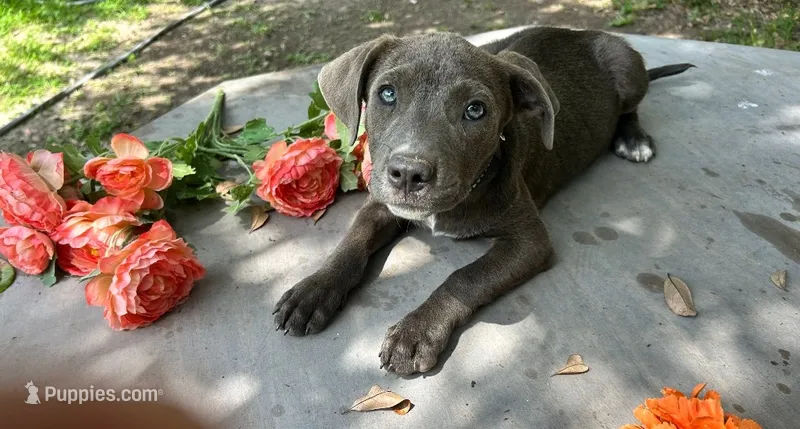 Zondo – American Pit Bull Terrier puppy for sale in Kiln, MS