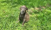 Gabriel , a female American Pit Bull Terrier for sale in Kiln, MS – 6 of 7