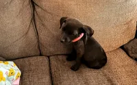 Georgia , a female American Pit Bull Terrier for sale in Kiln, MS – 9 of 10