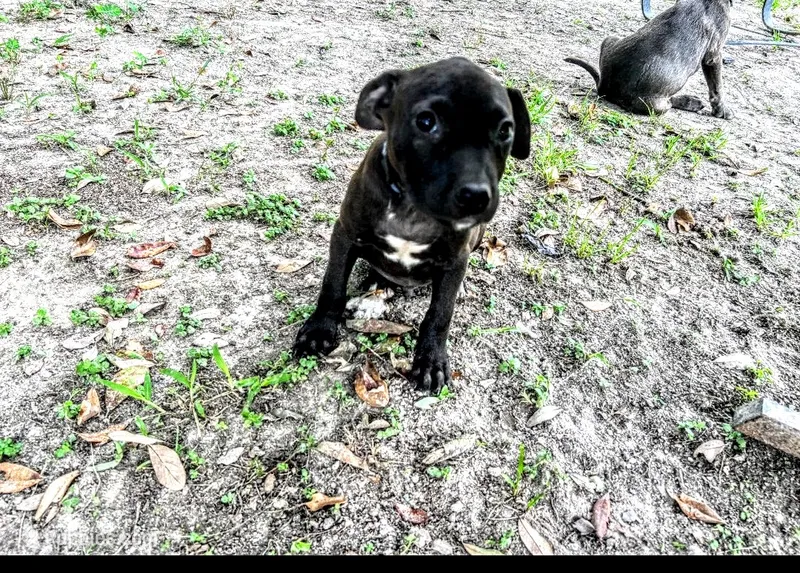 Georgia  – American Pit Bull Terrier puppy for sale in Kiln, MS