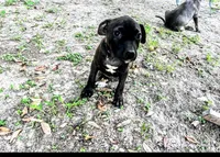 Georgia , a female American Pit Bull Terrier for sale in Kiln, MS – 2 of 10