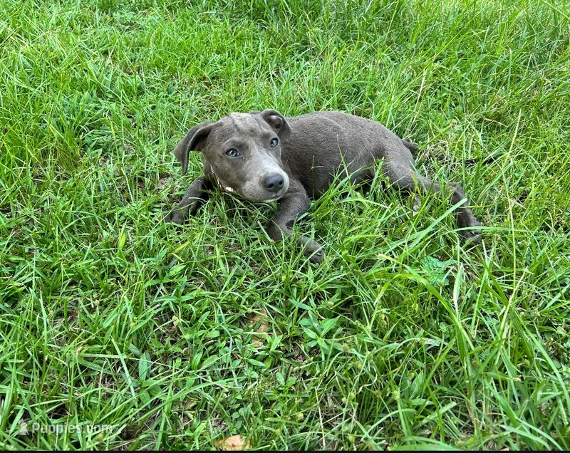 Gia – American Pit Bull Terrier puppy for sale in Kiln, MS