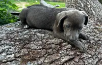 Zondo, a male American Pit Bull Terrier for sale in Kiln, MS – 9 of 10
