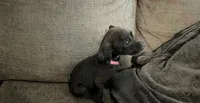 Georgia , a female American Pit Bull Terrier for sale in Kiln, MS – 6 of 10