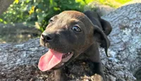 Georgia , a female American Pit Bull Terrier for sale in Kiln, MS – 7 of 10