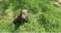 Gia, a female American Pit Bull Terrier for sale in Kiln, MS – 6 of 6