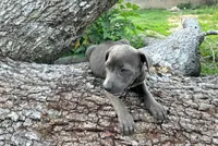 Zondo, a male American Pit Bull Terrier for sale in Kiln, MS – 10 of 10