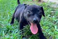 Georgia , a female American Pit Bull Terrier for sale in Kiln, MS – 4 of 10