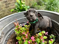 Gary, a male American Pit Bull Terrier for sale in Kiln, MS – 6 of 7