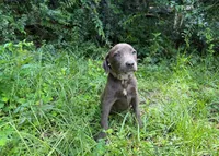Gia, a female American Pit Bull Terrier for sale in Kiln, MS – 2 of 6
