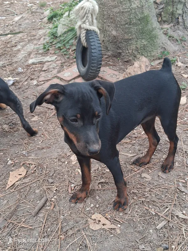 Jack – Miniature Pinscher puppy for sale in Kiln, MS