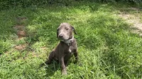 Gia, a female American Pit Bull Terrier for sale in Kiln, MS – 4 of 6