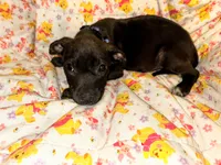 Georgie , a male American Pit Bull Terrier for sale in Kiln, MS – 8 of 9