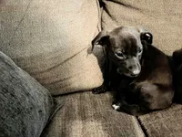 Georgie , a male American Pit Bull Terrier for sale in Kiln, MS – 9 of 9
