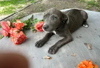 Zondo, a male American Pit Bull Terrier for sale in Kiln, MS – 4 of 10