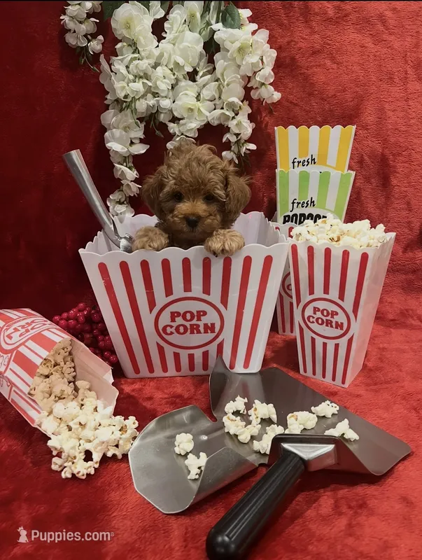 Ruby - AKC *4th of July sale!* – Poodle - Toy  puppy for sale in Philadelphia, PA