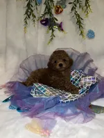Ruby - AKC , a female Poodle - Toy  for sale in Philadelphia, PA – 2 of 3