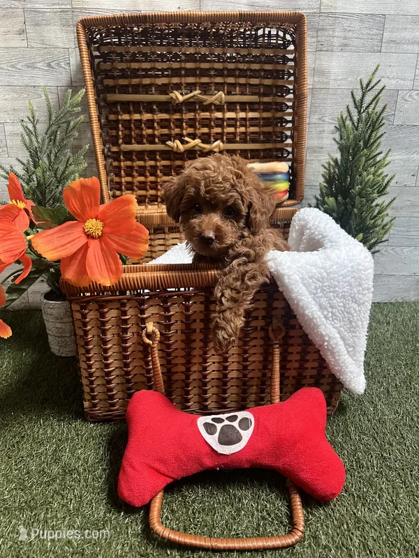 Blaze - AKC – Poodle - Toy  puppy for sale in Philadelphia, PA