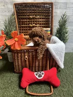 Blaze - AKC, a male Poodle - Toy  for sale in Philadelphia, PA – 1 of 2