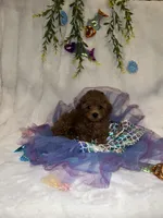 Ruby - AKC , a female Poodle - Toy  for sale in Philadelphia, PA – 1 of 3