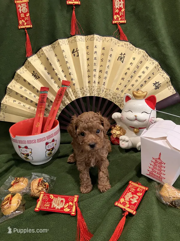 Ruby - AKC – Poodle - Toy  puppy for sale in Philadelphia, PA