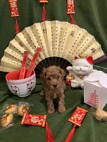 Ruby - AKC, a female Poodle - Toy  for sale in Philadelphia, PA – 1 of 2