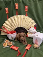 Ruby - AKC, a female Poodle - Toy  for sale in Philadelphia, PA – 2 of 2