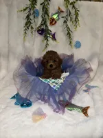 Ruby - AKC , a female Poodle - Toy  for sale in Philadelphia, PA – 3 of 3
