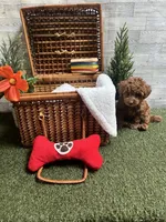 Blaze - AKC, a male Poodle - Toy  for sale in Philadelphia, PA – 2 of 2