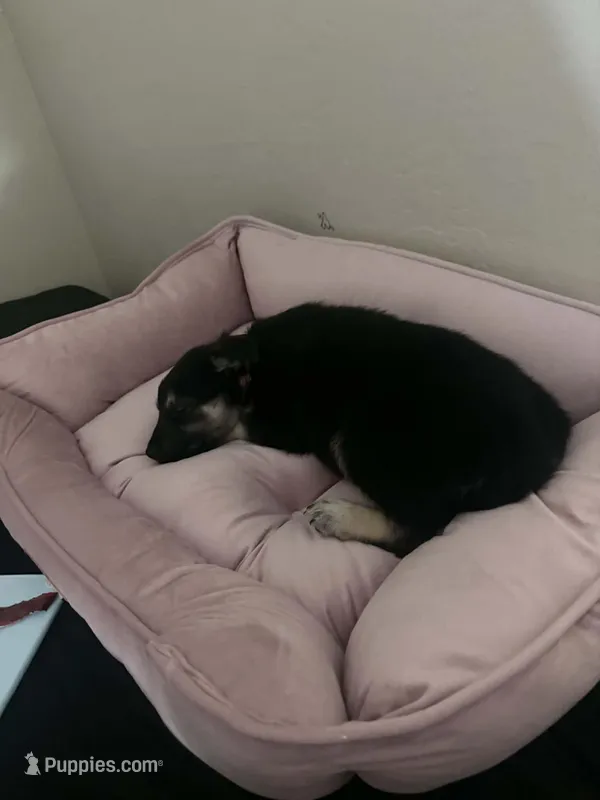 Rosie , a female German Shepherd Dog for sale in Tempe, AZ – Photo 1 of 2