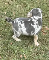 Lena, a female American Bully for sale in Tucker, GA – 5 of 7