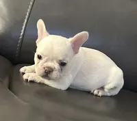Matt, a male French Bulldog for sale in Tucker, GA – 2 of 7