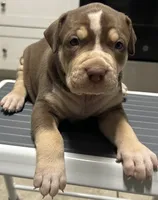 Tee, a female American Bully for sale in Tucker, GA – 8 of 9