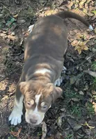 Tee, a female American Bully for sale in Tucker, GA – 3 of 9