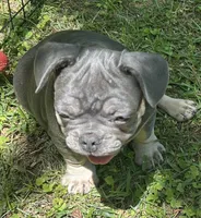 Billy, a male French Bulldog for sale in Tucker, GA – 6 of 8