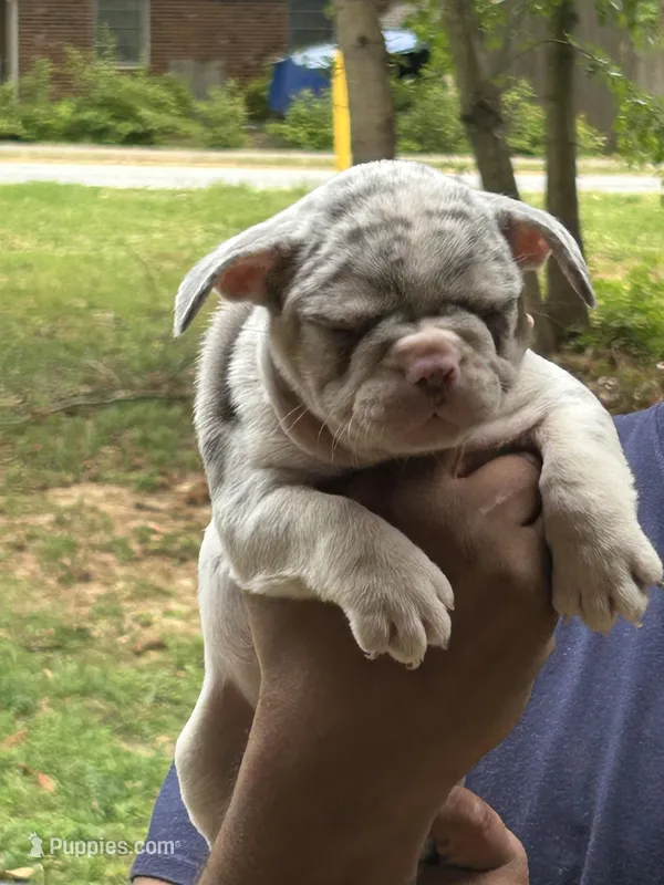Lisa – French Bulldog puppy for sale in Tucker, GA