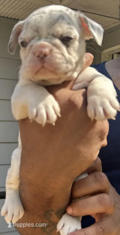 Lisa – French Bulldog puppy for sale in Tucker, GA