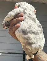 Lisa, a female French Bulldog for sale in Tucker, GA – Photo 2 of 2