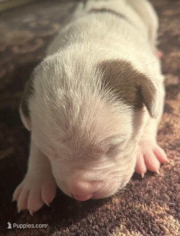 Tina – American Bully puppy for sale in Tucker, GA