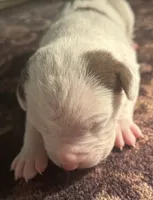Tina, a female American Bully for sale in Tucker, GA – 1 of 2