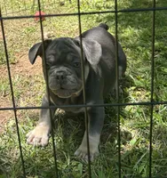 Billy, a male French Bulldog for sale in Tucker, GA – 4 of 8