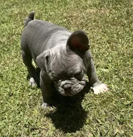 Jimbo, a male French Bulldog for sale in Tucker, GA – 7 of 10
