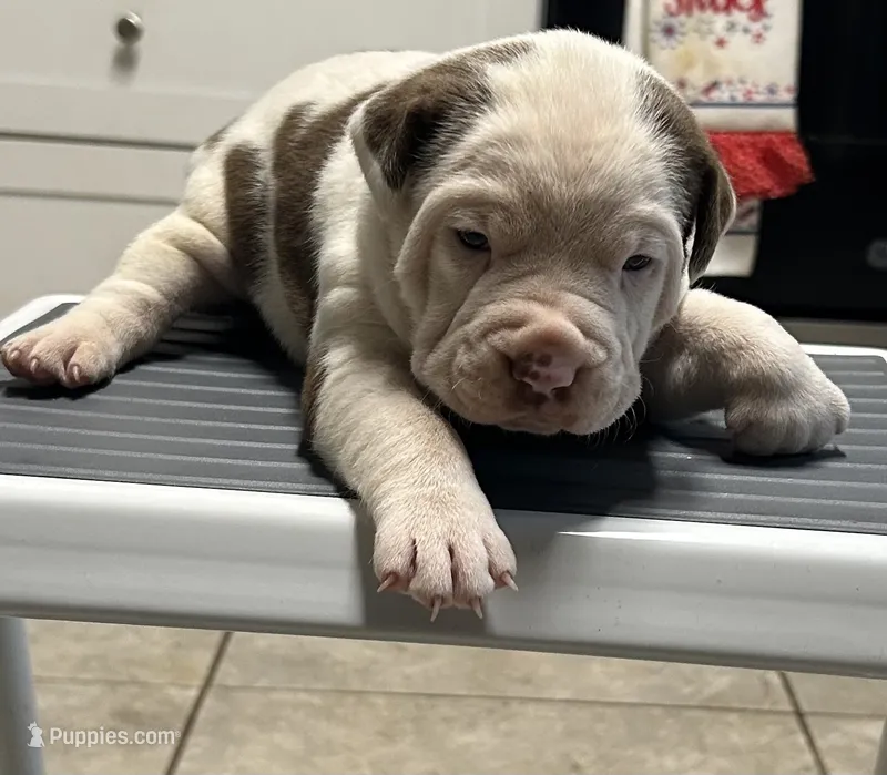 Tina – American Bully puppy for sale in Tucker, GA