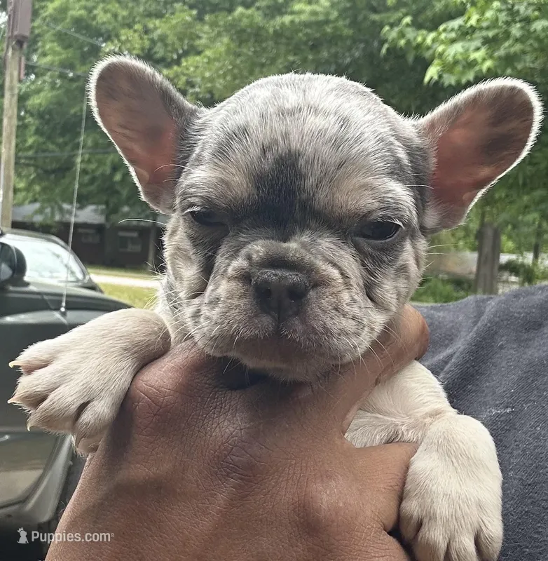 Molly, a female French Bulldog for sale in Tucker, GA – Photo 1 of 5