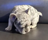 Molly, a female French Bulldog for sale in Tucker, GA – Photo 2 of 5